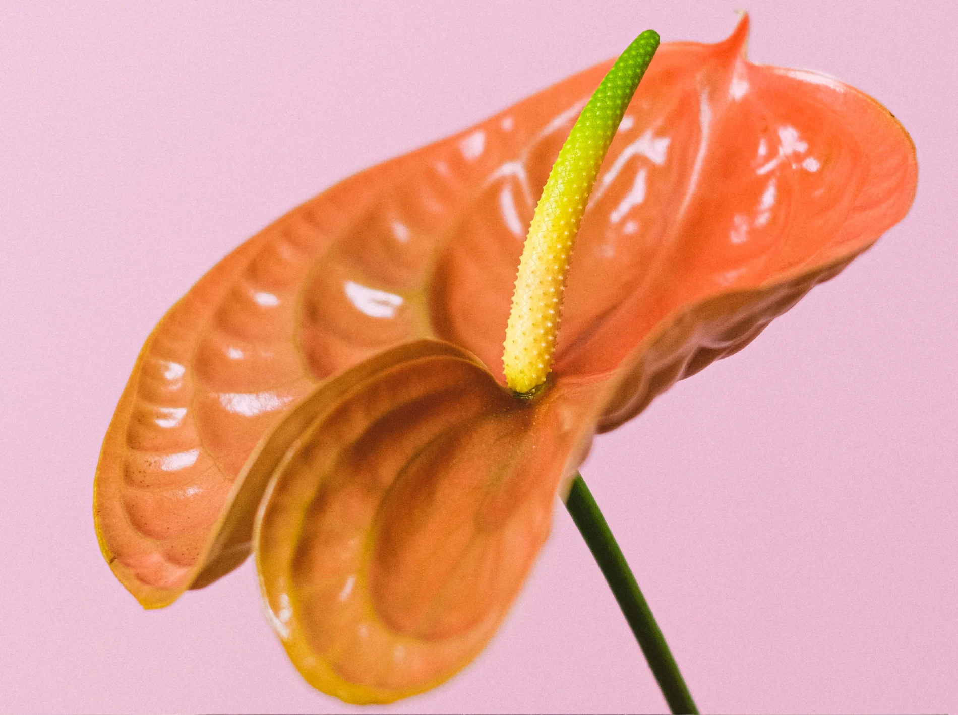Image - OpenFertility-Danville_Open-Fertility-Danville-1900x1419.webp